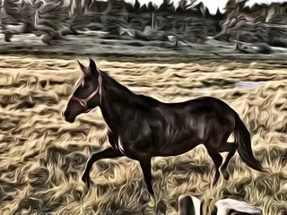 Phantom Dragon Ranch