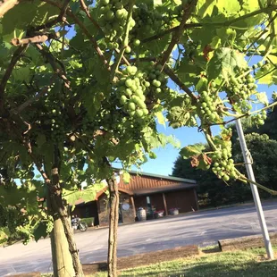 a bunch of grapes on the vine