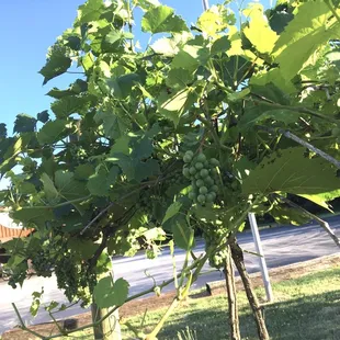 grapes on the vine