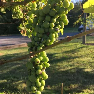 a bunch of grapes hanging from a vine