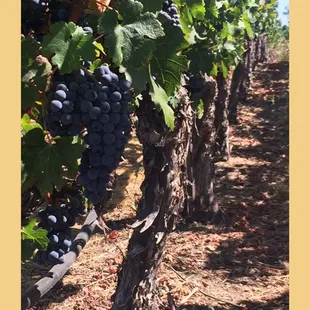 Napa Valley Tours!