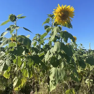 Sunflower field