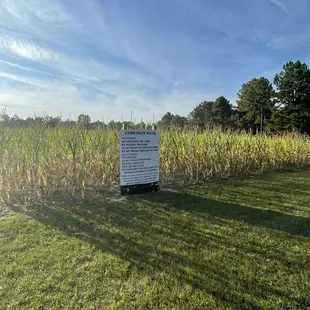 Corn Maze