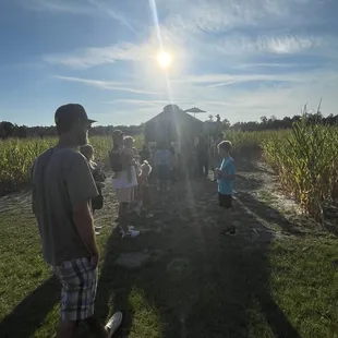 Corn Maze