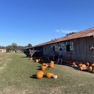 Pumpkin patch