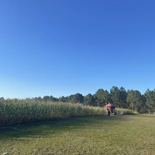 Corn maze