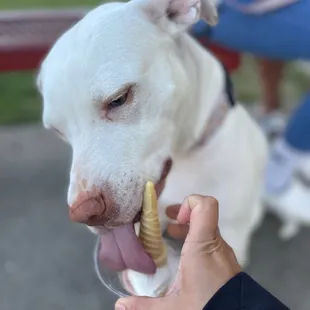 a white dog eating ice cream