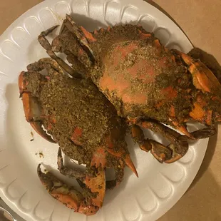 Maryland Crab, steamed