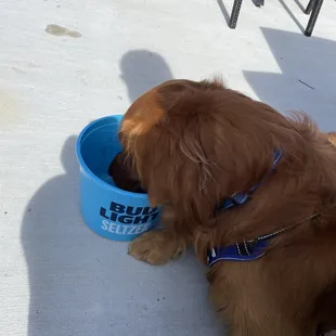 Water bowls ( or bud light :)