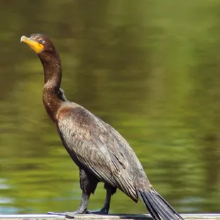 Immature Double-crested Cormorant