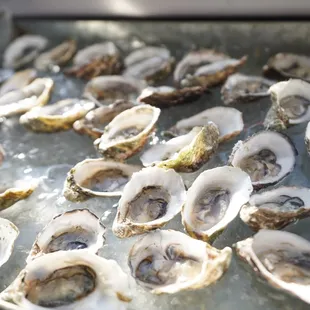 Oyster Bar