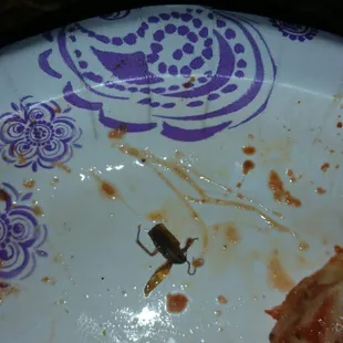 These are photos I took after finding the roach in my pizza.