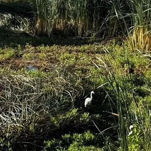 Captured this while walking my puppy at Contra Loma R Regional Park