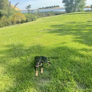 Perfect isolated area to chill at Contra Loma Regional Park with great views, shade and area for barbecuing