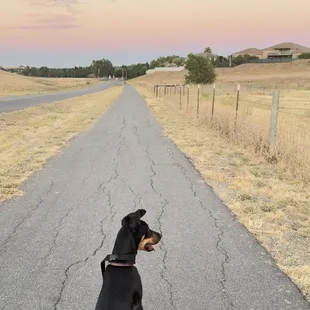 Kobe, taking in the view after an evening walk leaving Contra Loma Regional Park