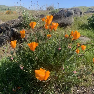 Poppies in bloom