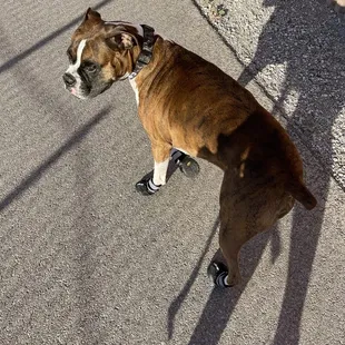Junior loves walking to &quot;his&quot; coffee shop!