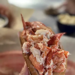 a hand holding a lobster sandwich