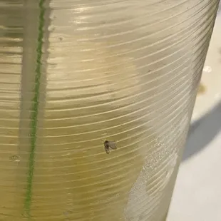 A bug right? Apparently tea or ginger piece? Lol