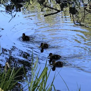 Ducklings