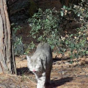 Bobcat near the Meadows
