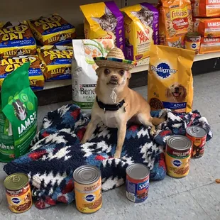 Come get your dog food!