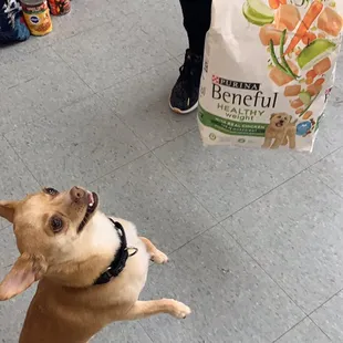 Can't go without my Beneful !