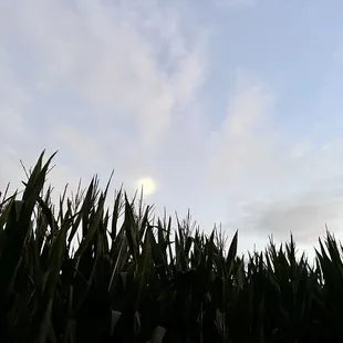 From within the corn maze, the corn and a moon.