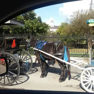 Just dropped of a small wedding party at Jackson square , French Quarters , New Orleans. Mule &amp; Carriage that stage in front of the square