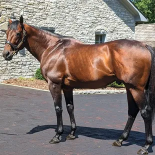 American Pharoah