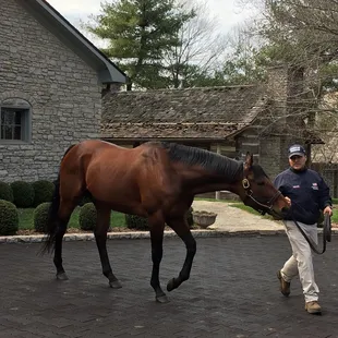 American Pharoah!!