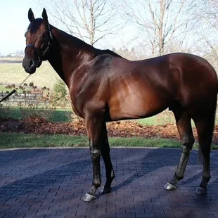 American Pharoah, Triple Crown winner
