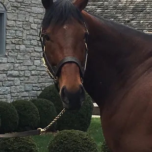 American Pharoah, up close!