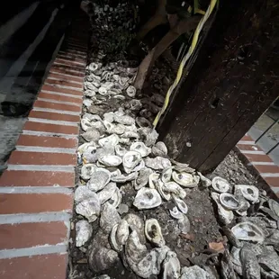 oysters and mussels, outside