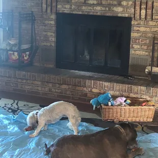 My dogs absolutely LOVE the Smoked Beef Bones ! Thank you so much for having these available.