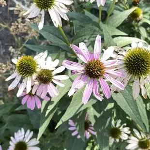 a group of flowers