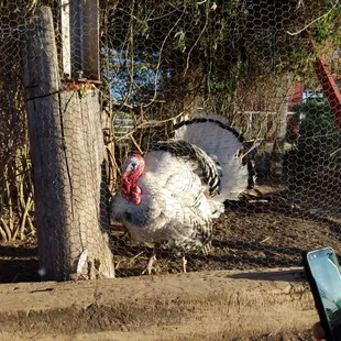 Wilbur...enough said.