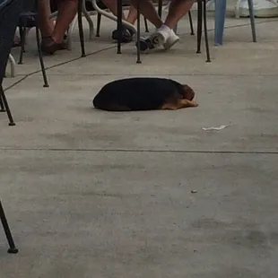 This the singer&apos;s dog!  Good band tonight.