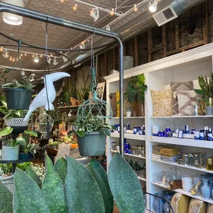 a variety of potted plants in a store