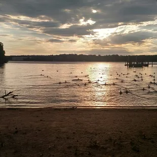 Duck nesting area on the walk from the parking lot.