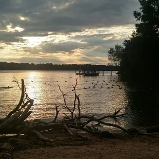 Duck nesting area on the walkway from the parking lot.