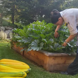 Harvesting our Chef Garden