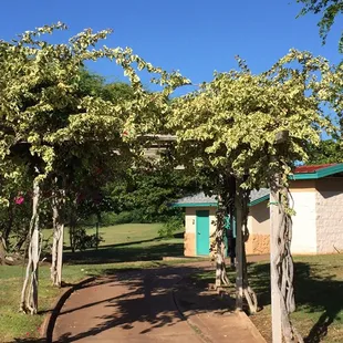 Catch some shade under the vines