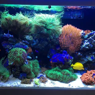 104 gallon Red Sea