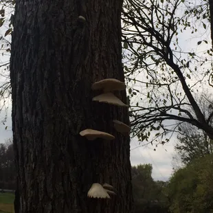 Oyster Mushrooms on trees.