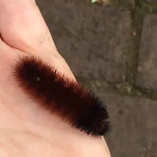 Woolley Bear Catepillar