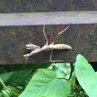 Carolina Praying Mantis