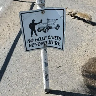 Squirrel wanted to be in my pics