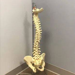 Your spine!