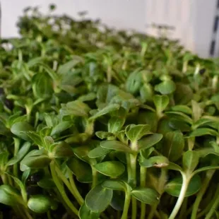Sunflower shoots from Plot Twist Farm out of Guys Mills, PA